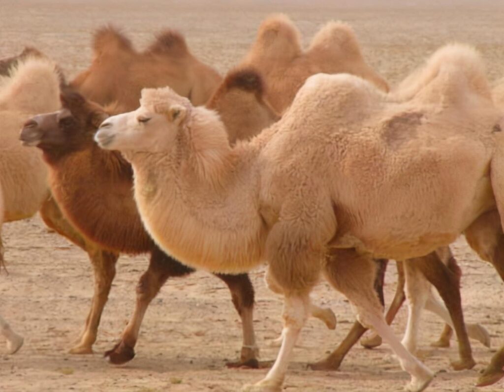 骆驼的驼峰用来干嘛_骆驼的驼峰储存着什么