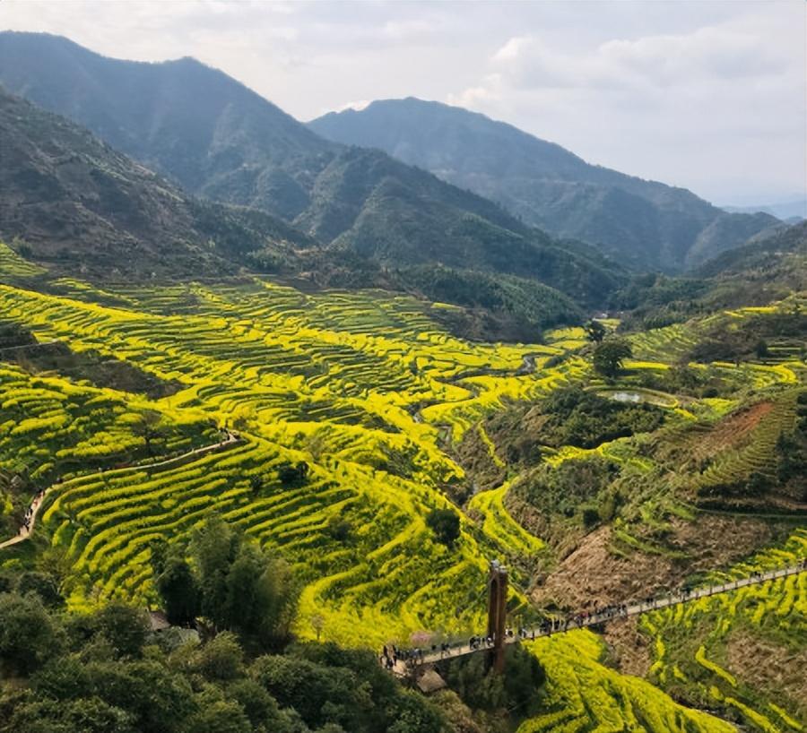 油菜花几月份开_油菜花的最佳观赏胜地