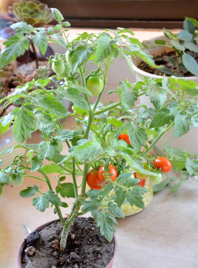 小番茄种植多久结果_小番茄种植需要搭架子吗