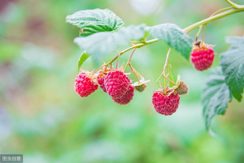 树莓怎么种植_高产树莓栽培技术和管理