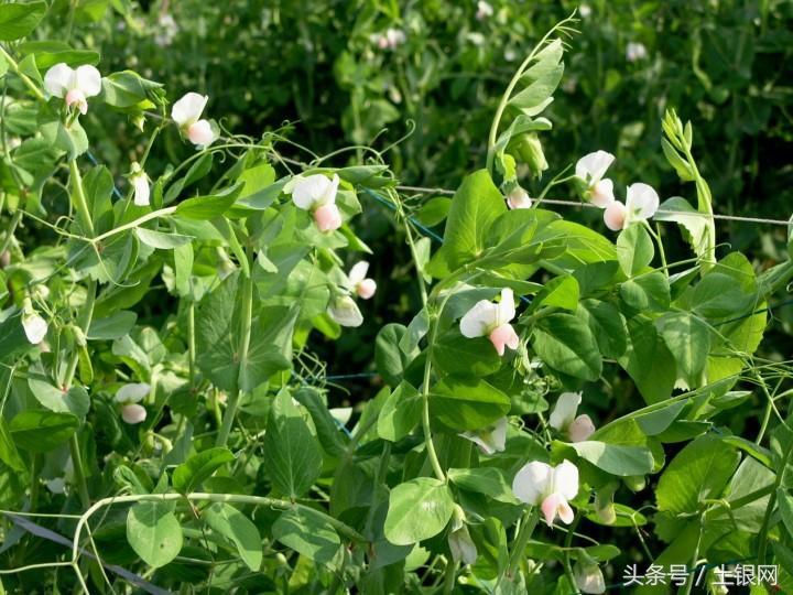 荷兰豆什么季节种的_荷兰豆种植技术与管理方法