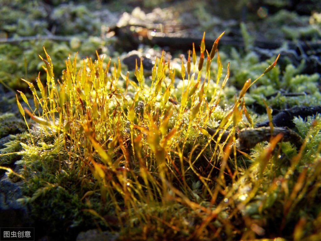 苔藓如何养护_苔藓直接铺上去能活吗