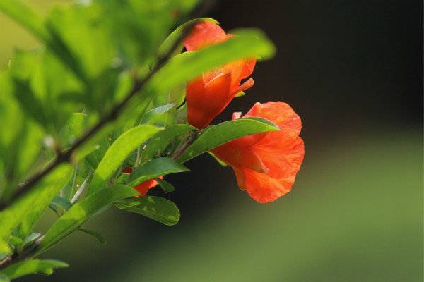 石榴花什么时候开_石榴花的寓意和象征