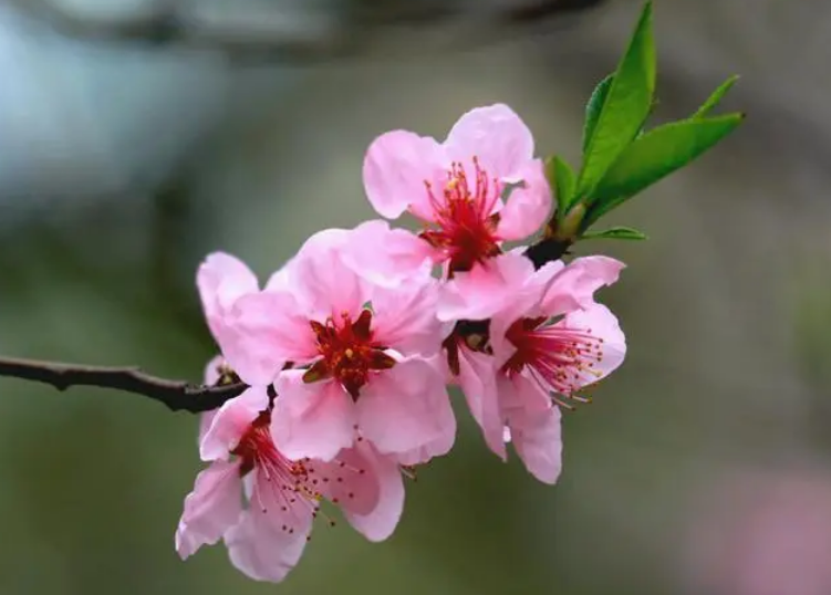 桃花是哪个季节开的_你还知道哪些花的花期