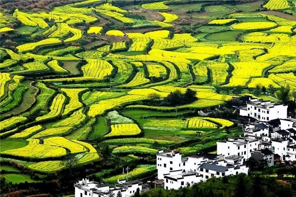 油菜花几月份开_油菜花的最佳观赏胜地