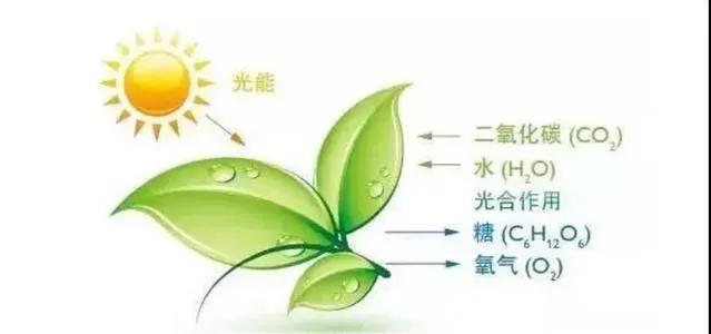 什么是植物光合作用_植物光合作用的原理是什么