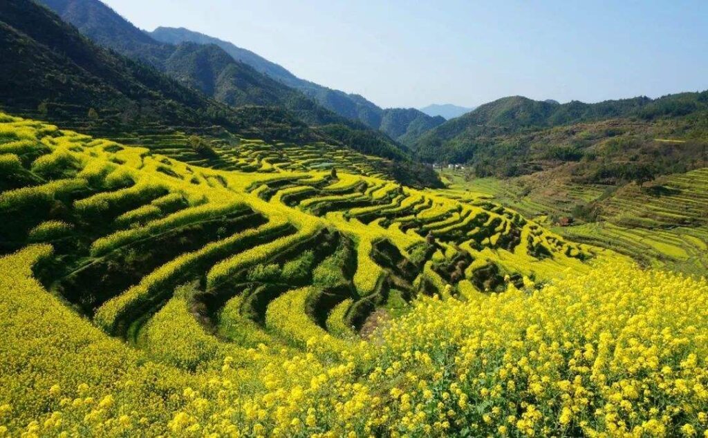 油菜花几月份开_油菜花的最佳观赏胜地