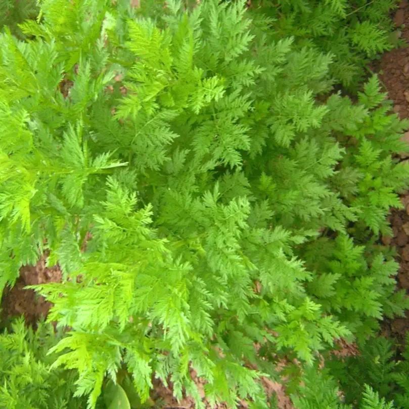 青蒿素是什么植物提取的_你知道吗