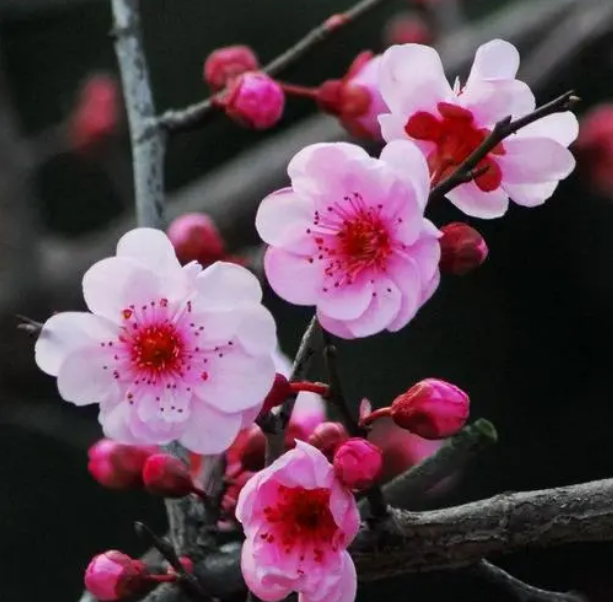 桃花是哪个季节开的_你还知道哪些花的花期