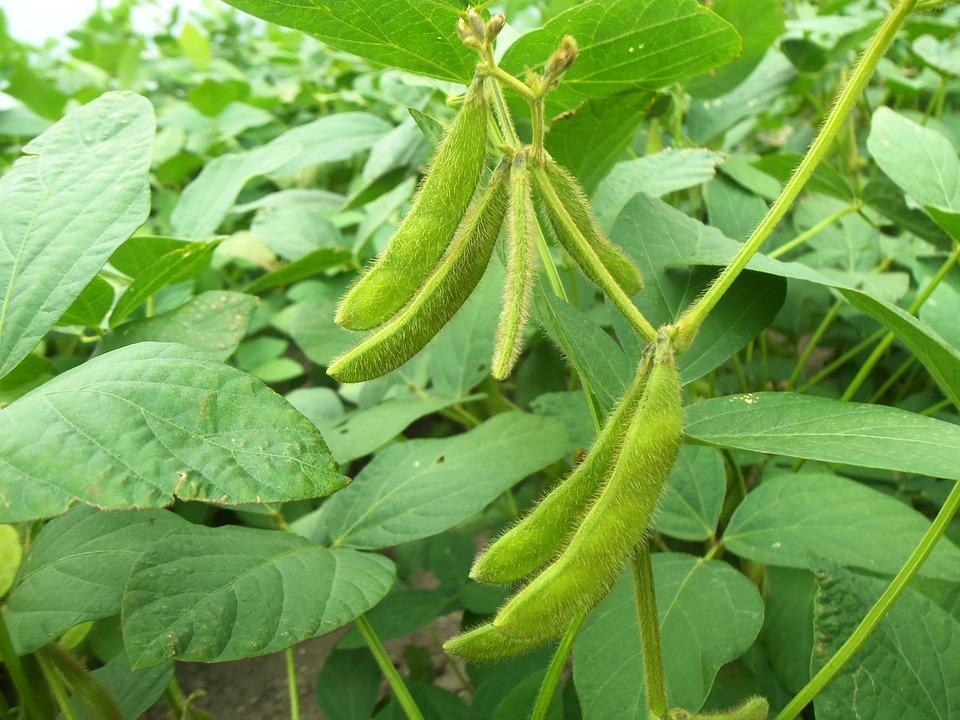 豆科植物有哪些_简述豆科植物的主要特征
