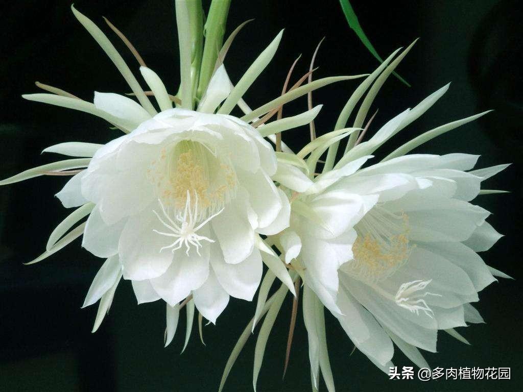 昙花什么时候开花_昙花什么时候开什么时候谢