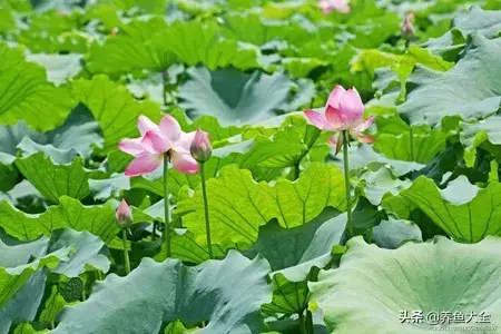 荷花和连花是一种吗_荷花和连花有区别吗