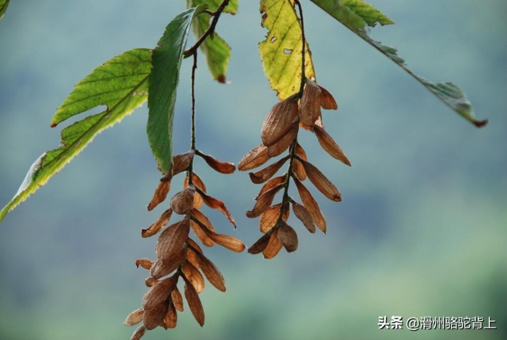 保护植物有哪些_中国最珍稀的10种植物