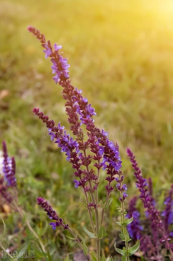 草甸鼠尾草可以食用吗_鼠尾草籽为什么被禁止