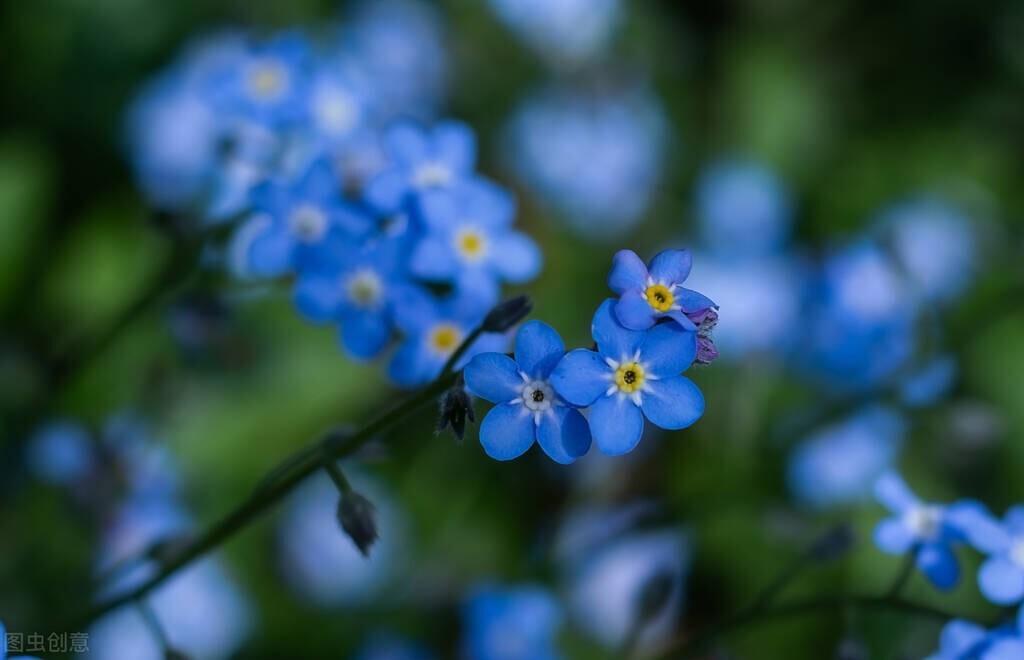 小雏菊的花语是什么_你被什么花语惊艳过