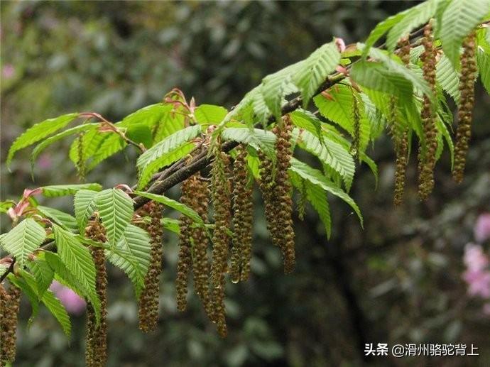 保护植物有哪些_中国最珍稀的10种植物