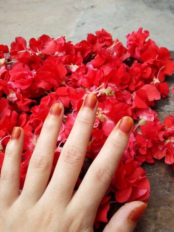 可以染指甲的花叫什么_一种可以染指甲的花