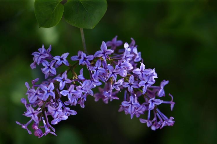 12月有什么花盛开_花期在十二月的花