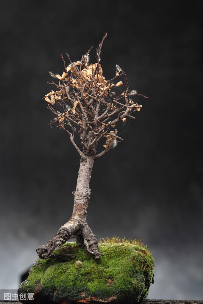 苔藓如何养护_苔藓直接铺上去能活吗