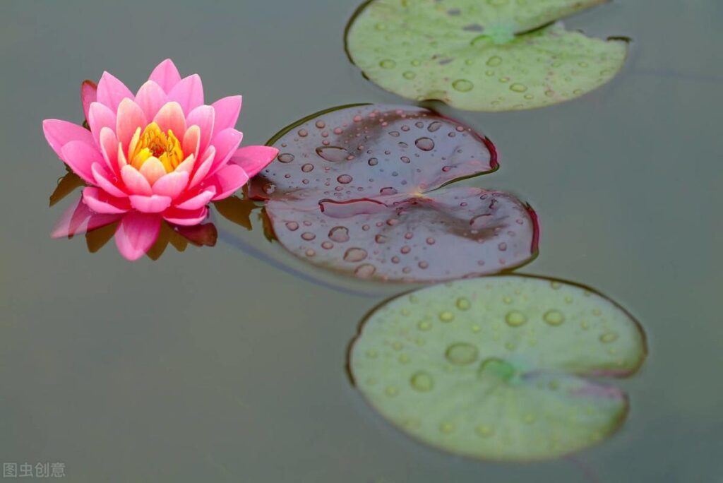 睡莲花语是什么_睡莲的特征和花语