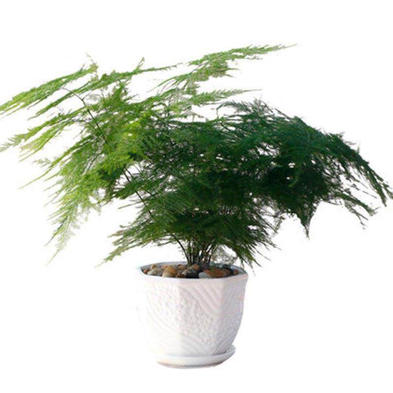 文竹花语是什么_文竹的花语及象征意义