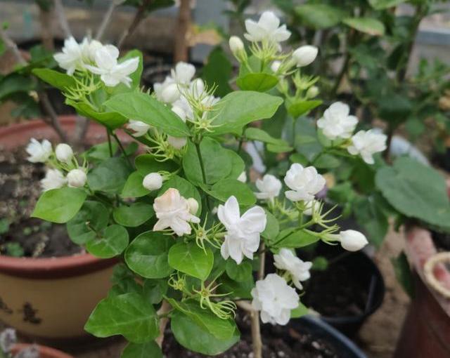 茉莉花适合在室内养吗_茉莉花几月开