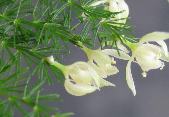 文竹花语是什么_文竹的花语及象征意义