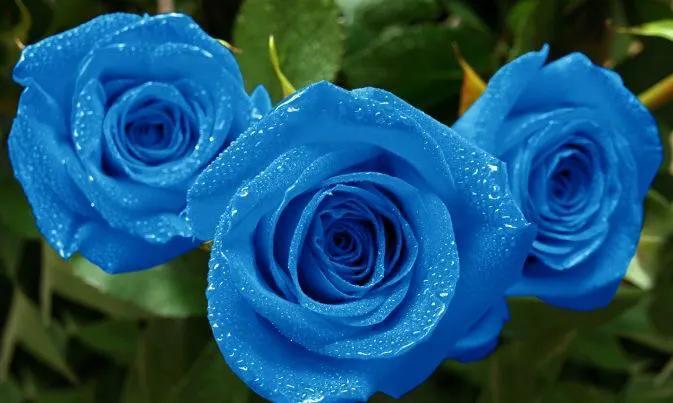 蓝玫瑰代表什么_不同数量蓝玫瑰代表的含义