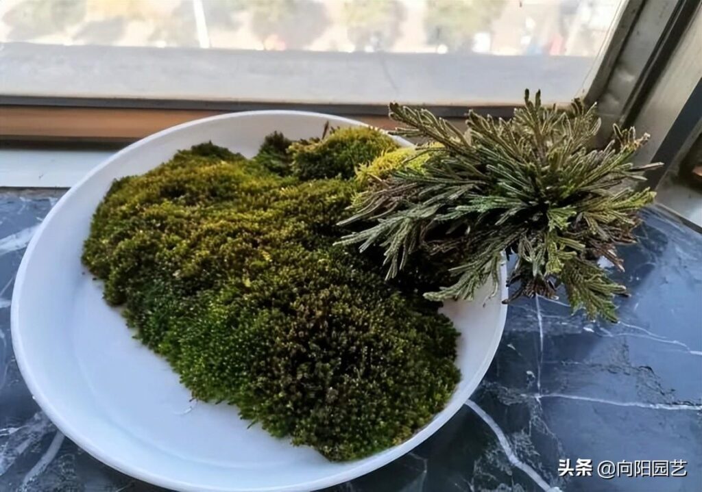 卷柏是什么植物_卷柏的特征和养护