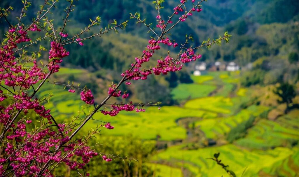 油菜花几月份开_油菜花的最佳观赏胜地