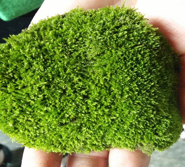苔藓如何养护_苔藓直接铺上去能活吗