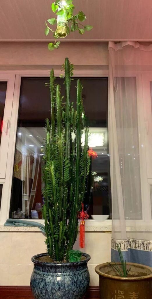 镇宅花有哪些品种_镇宅保平安的植物花卉