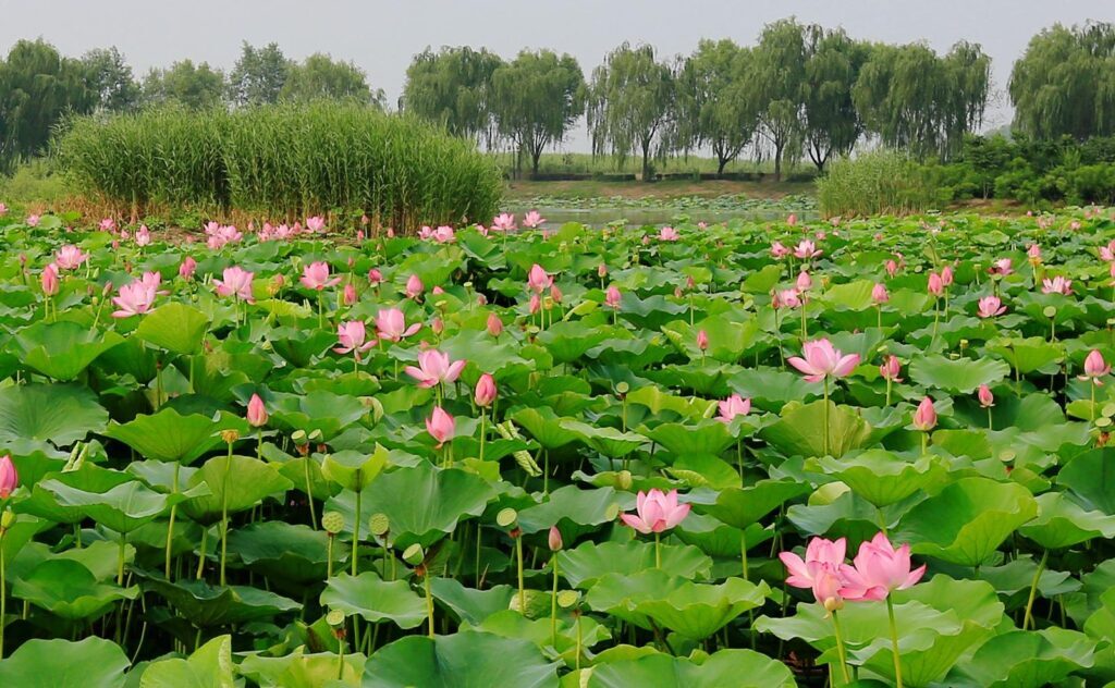 荷花象征什么品质_荷花象征的品质和精神