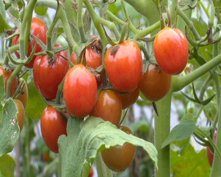 小番茄种植多久结果_小番茄种植需要搭架子吗