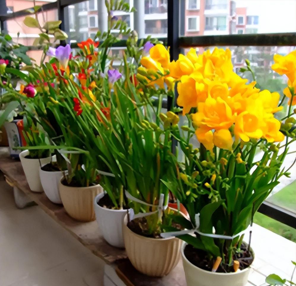 最香的花是什么花_中国最香的20种花