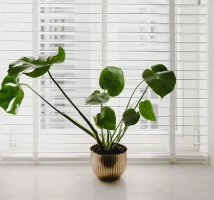 适合室内养的植物有哪些_十种适合室内养护的植物