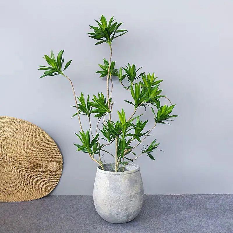 镇宅花有哪些品种_镇宅保平安的植物花卉