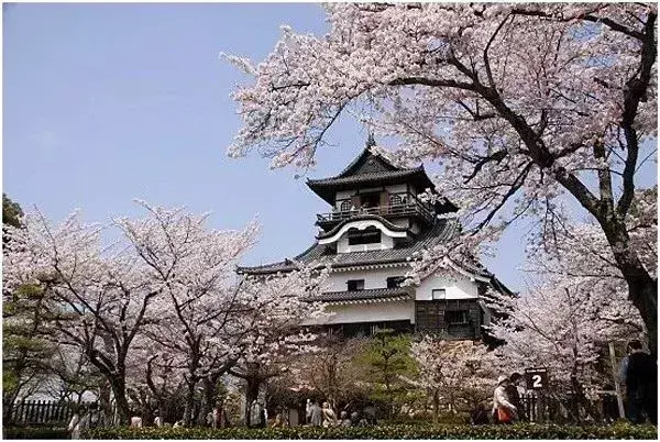 为什么日本把樱花作为国花_为什么日本樱花出名