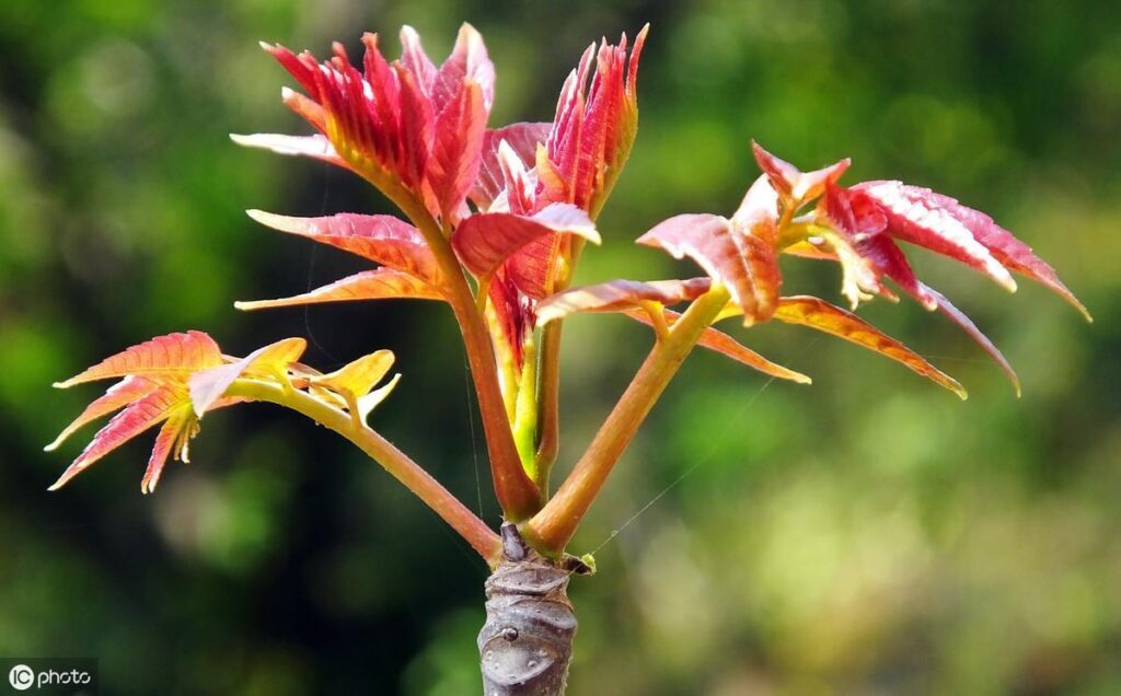 香椿怎么种植_香椿的种植方法及要点