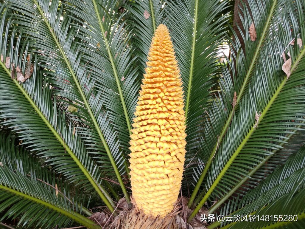铁树开花多少年一次_铁树开花的寓意