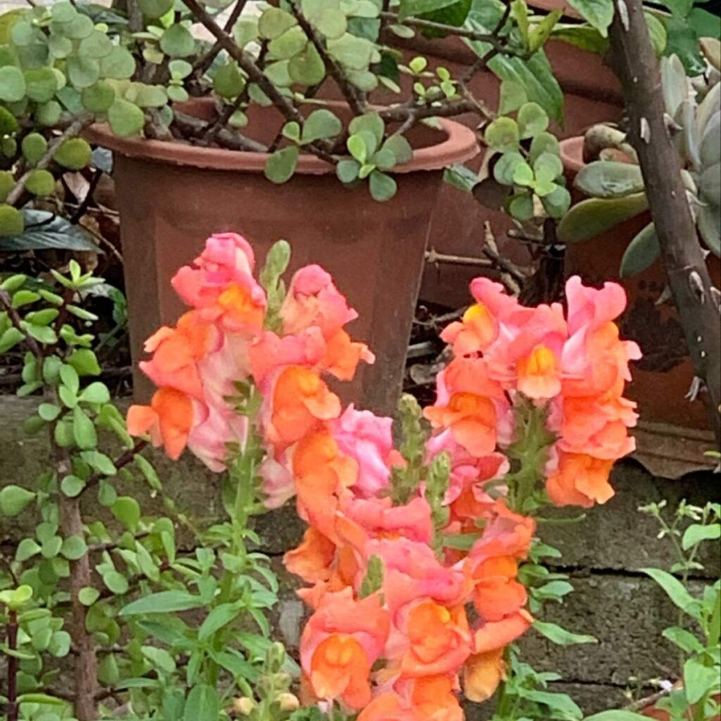 什么是金鱼草_金鱼草的花期及养护