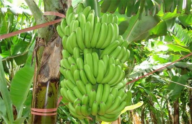 香蕉产地在哪里_香蕉产地分布概况