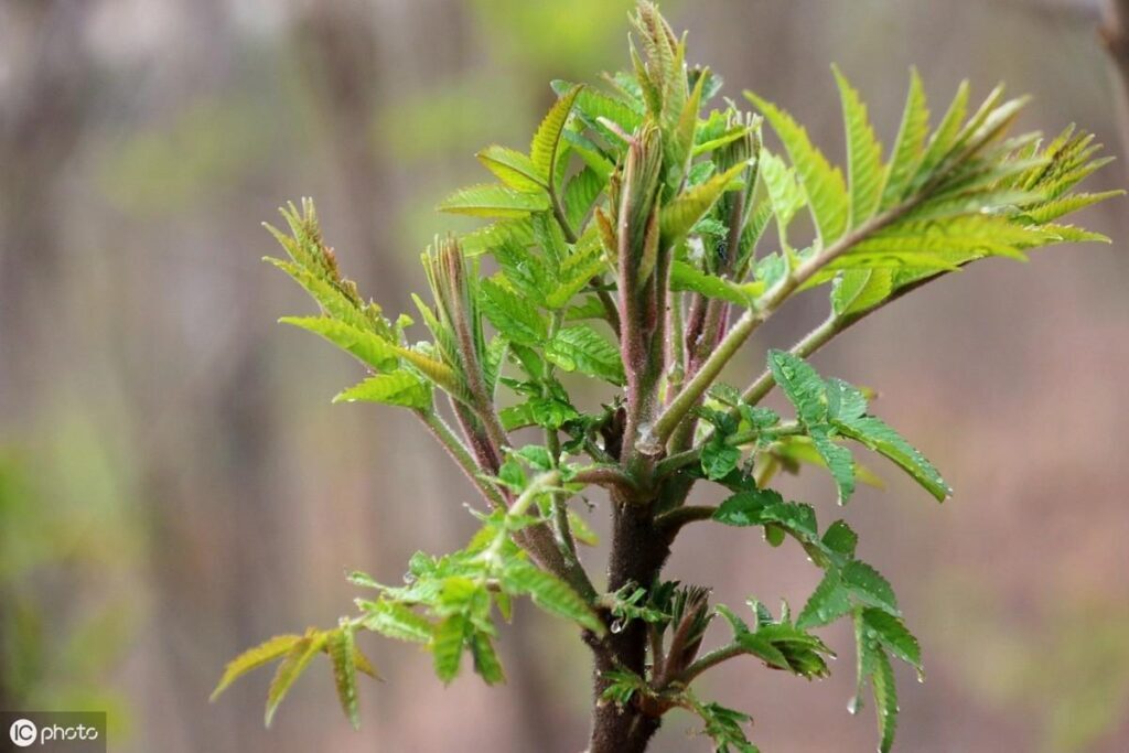 香椿怎么种植_香椿的种植方法及要点