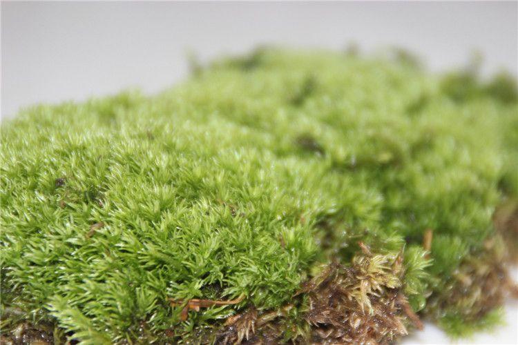 苔藓如何养护_苔藓直接铺上去能活吗