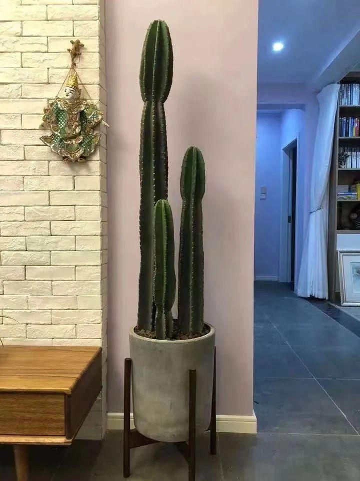 镇宅花有哪些品种_镇宅保平安的植物花卉