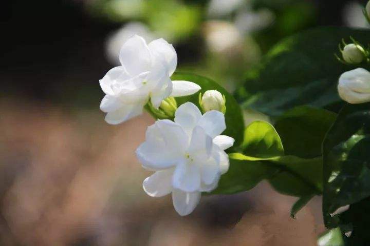 12月有什么花盛开_花期在十二月的花