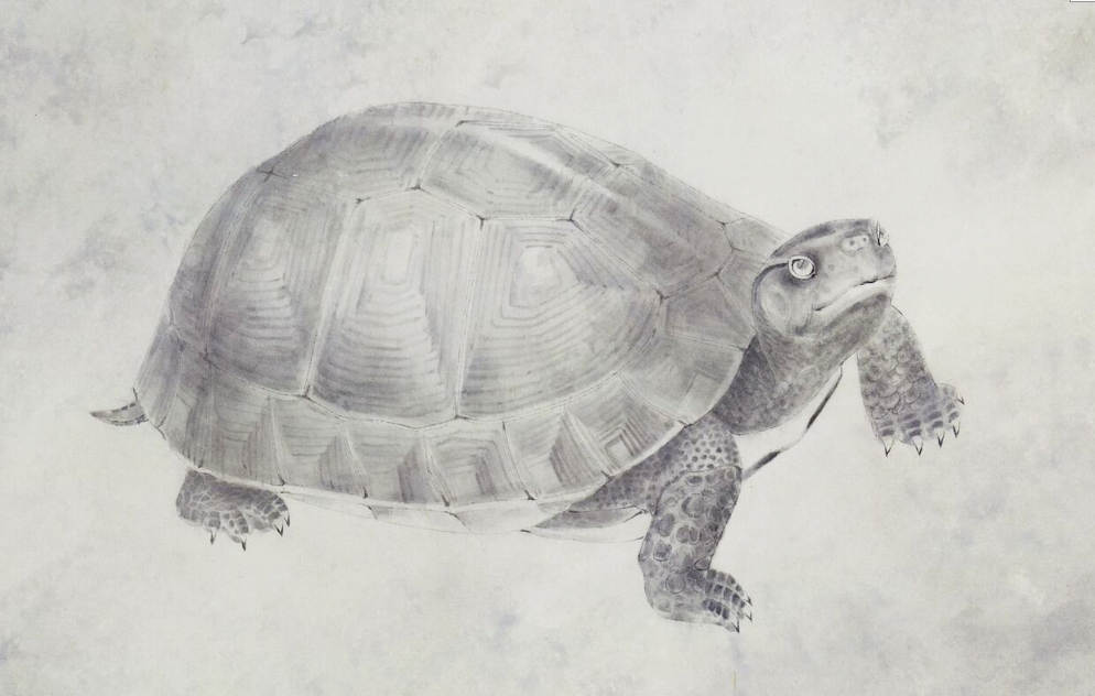 龟的寿命有多长_乌龟真的能活1000年吗