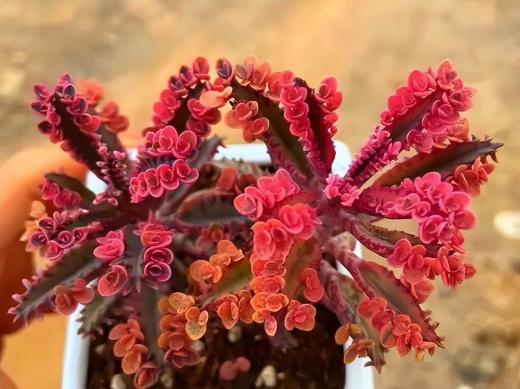 流氓花是什么花_为什么叫流氓花