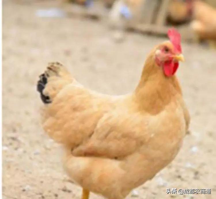 土鸡怎么养殖_土鸡养殖的技术要点及投资成本