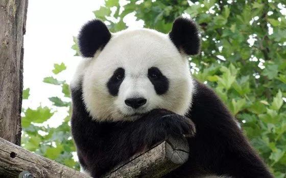 熊猫为什么会成为国宝_熊猫属于什么科动物